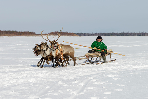 Tarko-Sale, Russia - April 2, 2016: races on reindeer sled in the Reindeer Herder's Day on Yamal
