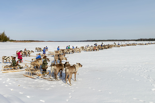 Tarko-Sale, Russia - April 2, 2016: races on reindeer sled in the Reindeer Herder's Day on Yamal