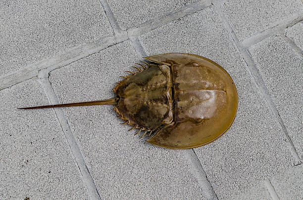 istock Hard shell of horse shoe crab. 520051922
