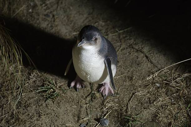 маленькая голубой пингвин - fairy penguin стоковые фото и изображения