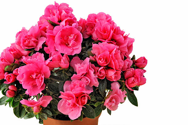 istock close-up of pink azalea isolated on white background 520052426