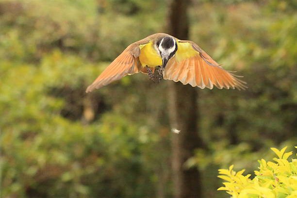 istock Great Kiskadee Looking for food 520054234