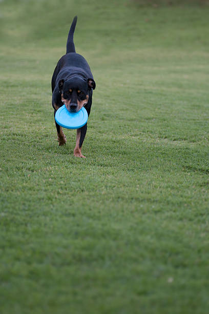 istock Black dog playing with blue frisbee disc 520055442