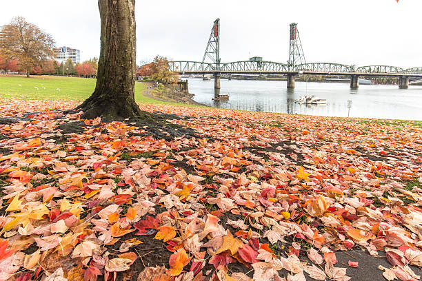 istock bridge over water and tree in park in portland 520055582