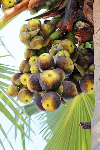 Photo of toddy palm or Palmyra palm fruits