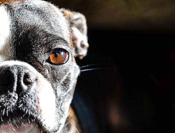 istock Close up of a Boston Terriers Face 520055974