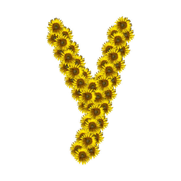 Isolated Sunflower Alphabet Y Stock Photo - Download Image Now