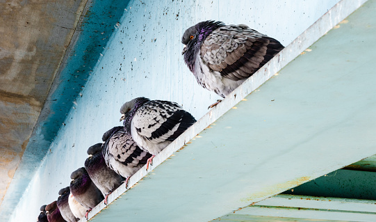 Row of gray wild pigeons sitting with fluffed feathers on blue steel beam under bridge in winter.