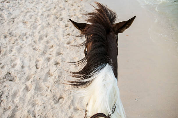 istock Horse and Sea 520058278