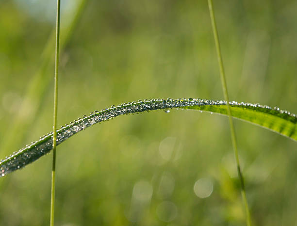 istock Grass covered with water droplets in the morning 520058624
