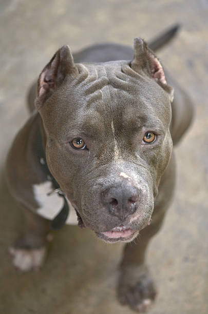 istock american pittbull dog 520059028