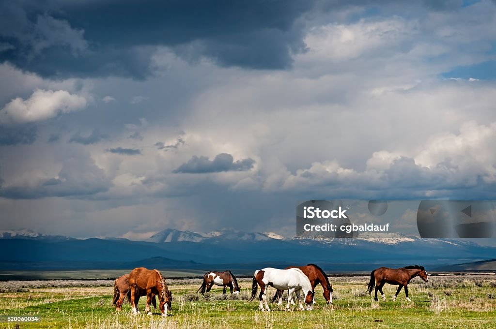 Horses Grazing before the Storm Beautiful horses small in the big landscape. They are calmingly grazing with a giant storm brewing. Montana - Western USA Stock Photo