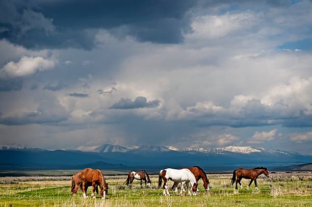 Horses Grazing before the Storm stock photo