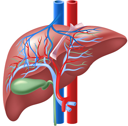 Cartoon illustration of Human Internal Liver and Gallbladder