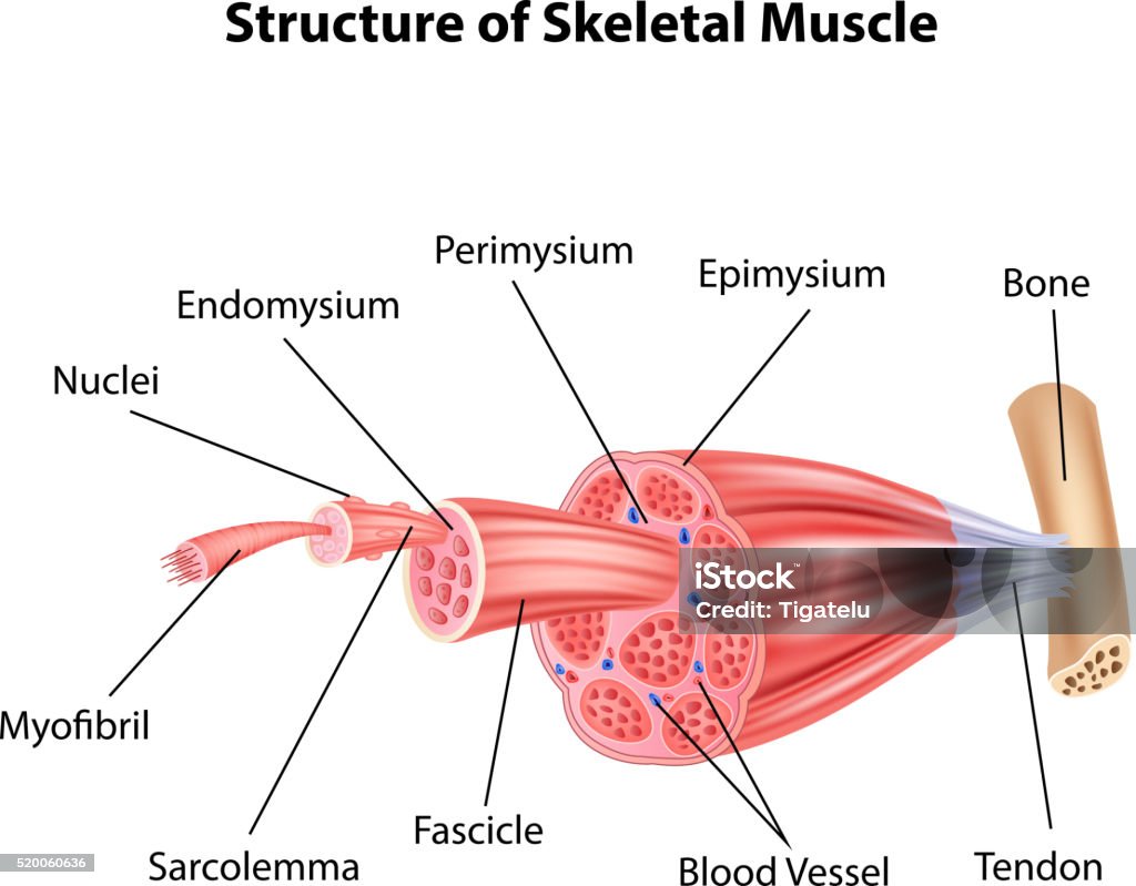 Dessin animé illustration de l'anatomie Structure Muscle squelettique - clipart vectoriel de Musclé libre de droits