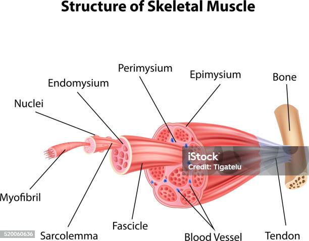 Dessin Animé Illustration De Lanatomie Structure Muscle Squelettique Vecteurs libres de droits et plus d'images vectorielles de Musclé