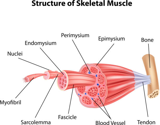 Cartoon illustration of Structure Skeletal Muscle Anatomy Illustration of Structure Skeletal Muscle Anatomy muscle stock illustrations
