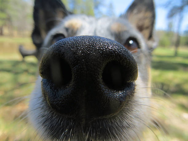 Up close dog nose stock photo