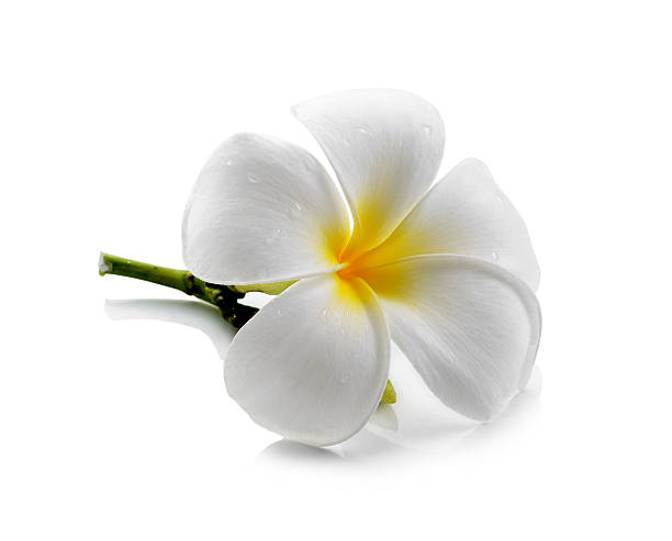 istock frangipani flower isolated white background 520071327