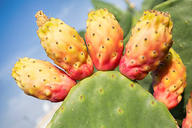 opuntia フィカス-indica - prickly pear fruit cactus prickly pear cactus yellow ストックフォトと画像