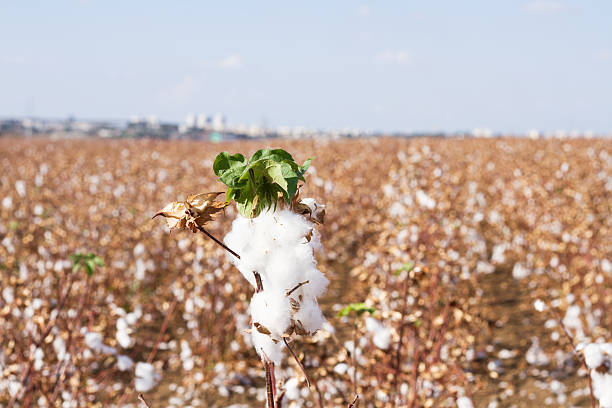cotton fields stock photo
