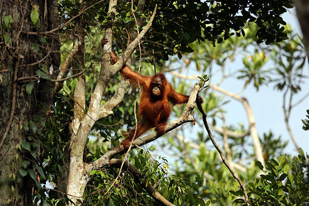 istock Indonesia: Orangutans in Tanjung Puting National Park 520074353
