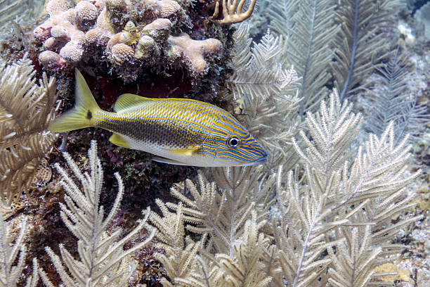 istock Haemulon carbonarium, the Caesar grunt 520074405