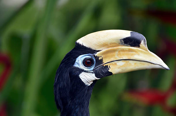 istock Oriental Pied Hornbill bird, bali, Indonesia 520074413