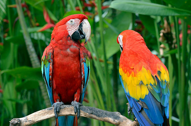istock Pair of Scarlet Macaw, parrots 520074415
