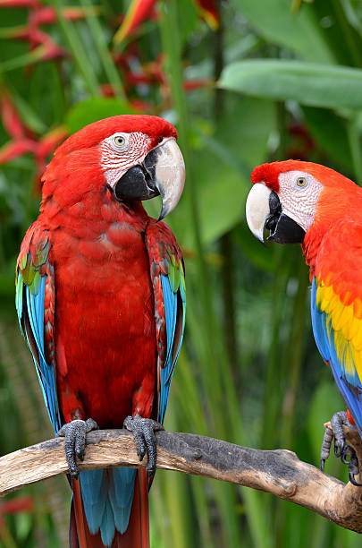 istock Pair of Scarlet Macaw, parrots 520074417