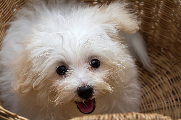 istock Shih tzu puppy breed tiny dog 520074867