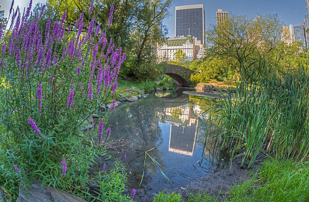 istock Gapstow bridge Central Park, New York City 520076039