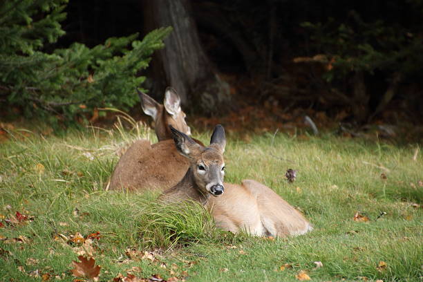 White-tailed Deer (Odocoileus virginianus)