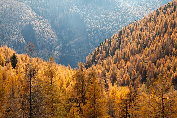 istock Mountain forest in the Nock mountains 520077717