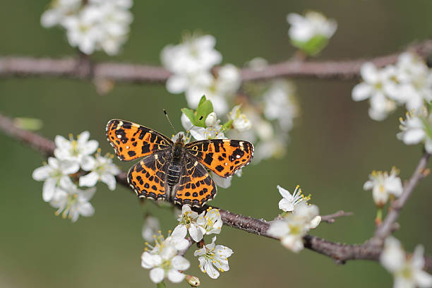 white flowers  with butterfly - map butterfly - araschnia levana - comma bildbanksfoton och bilder