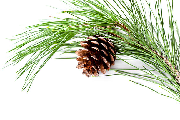 fir tree branch with pinecone stock photo