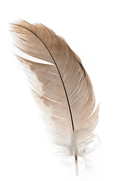 istock Feather of bird on white background. 520078069