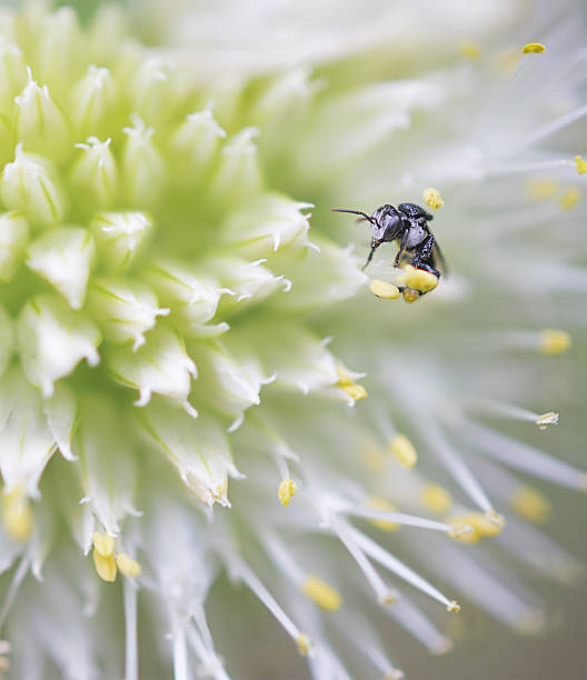 уроженка австралии нежалящие пчела минут - stingless стоковые фото и изображения