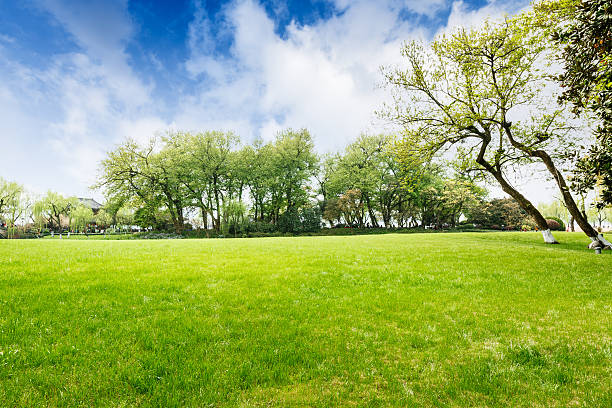 istock The beautiful green lawn in the spring park 520084602