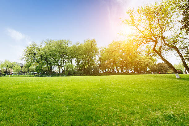 istock The beautiful green lawn in the spring park 520085060