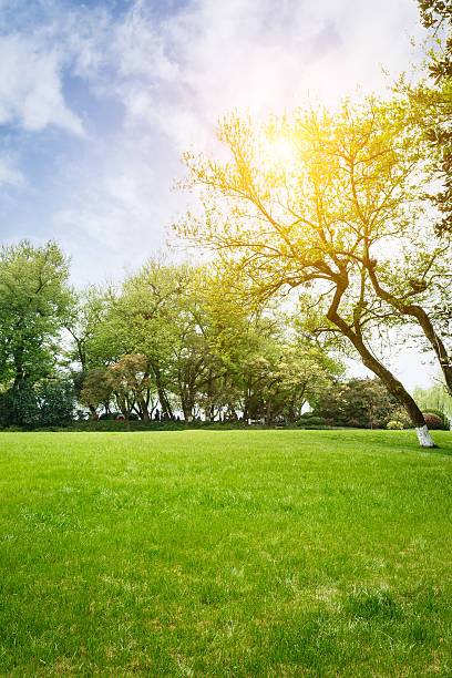 The beautiful green lawn in the spring park