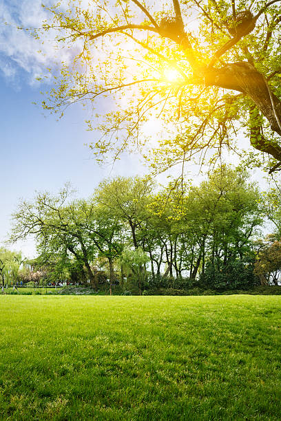 istock The beautiful green lawn in the spring park 520085444