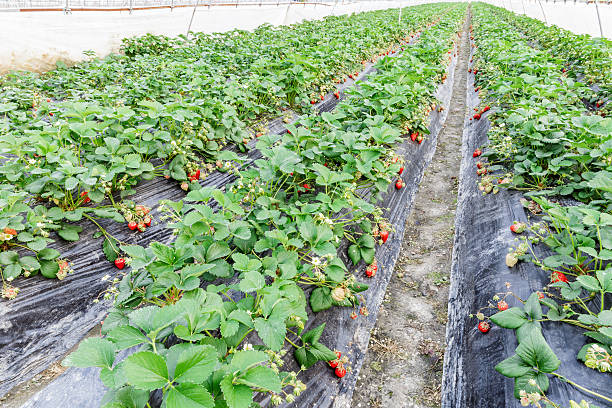 istock Ripe strawberry fruit grows in the plantation 520086232