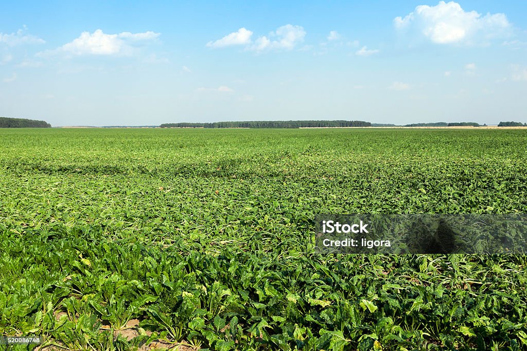 Desbotado de cana-de-açúcar - Foto de stock de Acidentes e desastres royalty-free