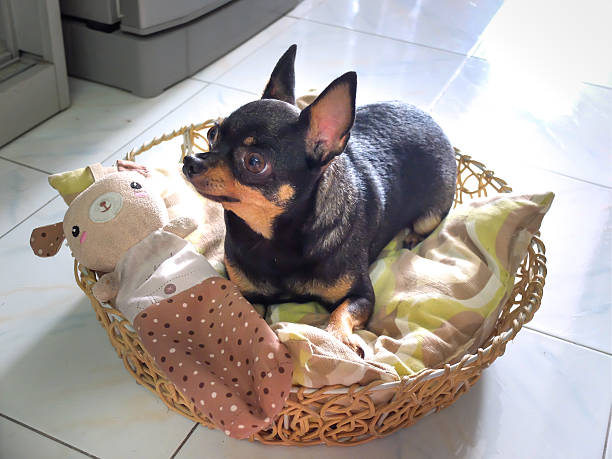 istock chihuahua is lying in the basket next to her doll 520086808