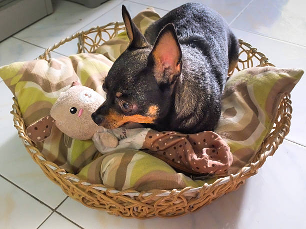 istock chihuahua is lying in the basket next to her doll 520086846