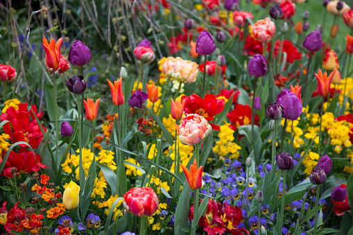 Tulips and daffodils in a garden