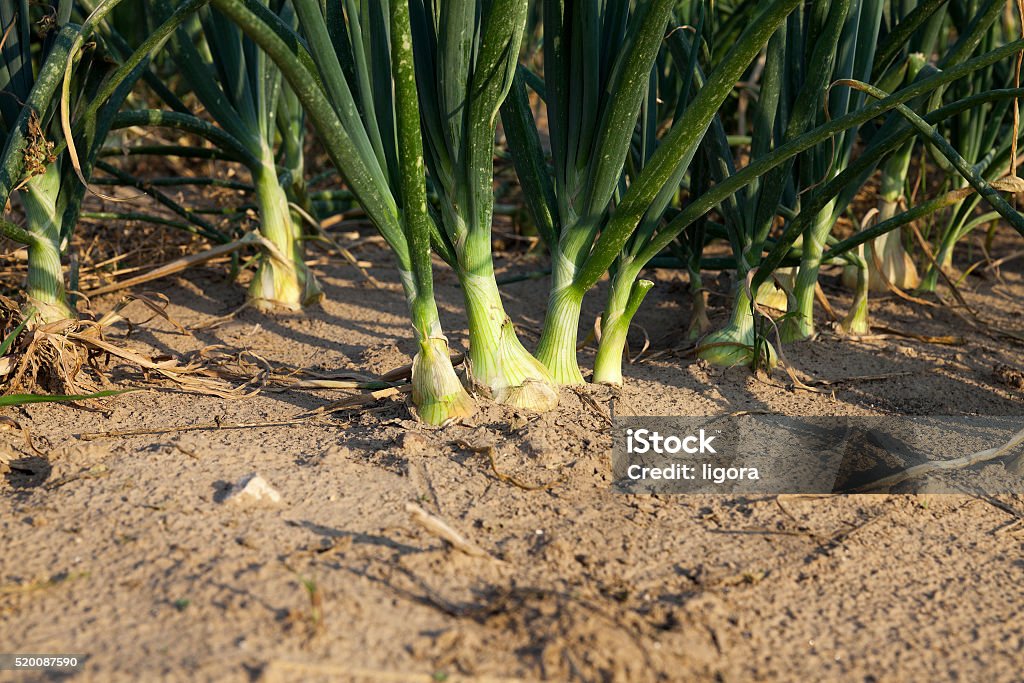 Campo com cebola verde - Foto de stock de Agricultura royalty-free