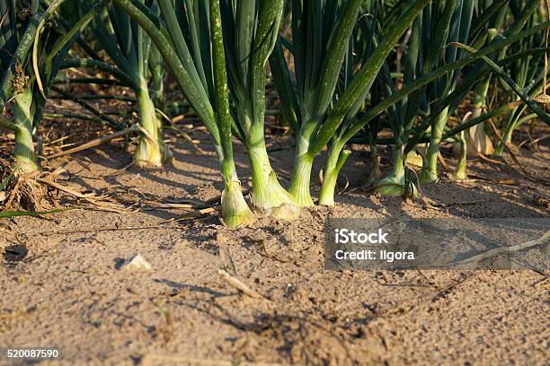 Foto de Campo Com Cebola Verde e mais fotos de stock de Agricultura - Agricultura, Campo Lavrado, Caule