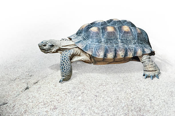 istock Desert tortoise from Baja California on rock 520087930